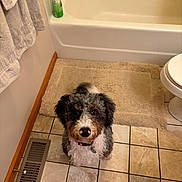 Bailey is registered to the contest to win money with this photo: bath_mat, bathroom, bathtub, brown_black_white_fur, collar, curly_fur, cute, dog, floor, indoor, looking_up, pet, pink_nose, shampoo_bottle, tile_grout, tiled_floor, toilet, towels, vent, wood_trim