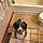 Bailey