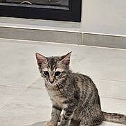 Mimi Princesse participe au concours pour gagner de l'argent avec cette photo : kitten, cat, tabby, indoor, floor, tile, pet, animal, young, fur, whiskers, ears, tail, curious, sitting, small, domestic_cat, cute, playful, home