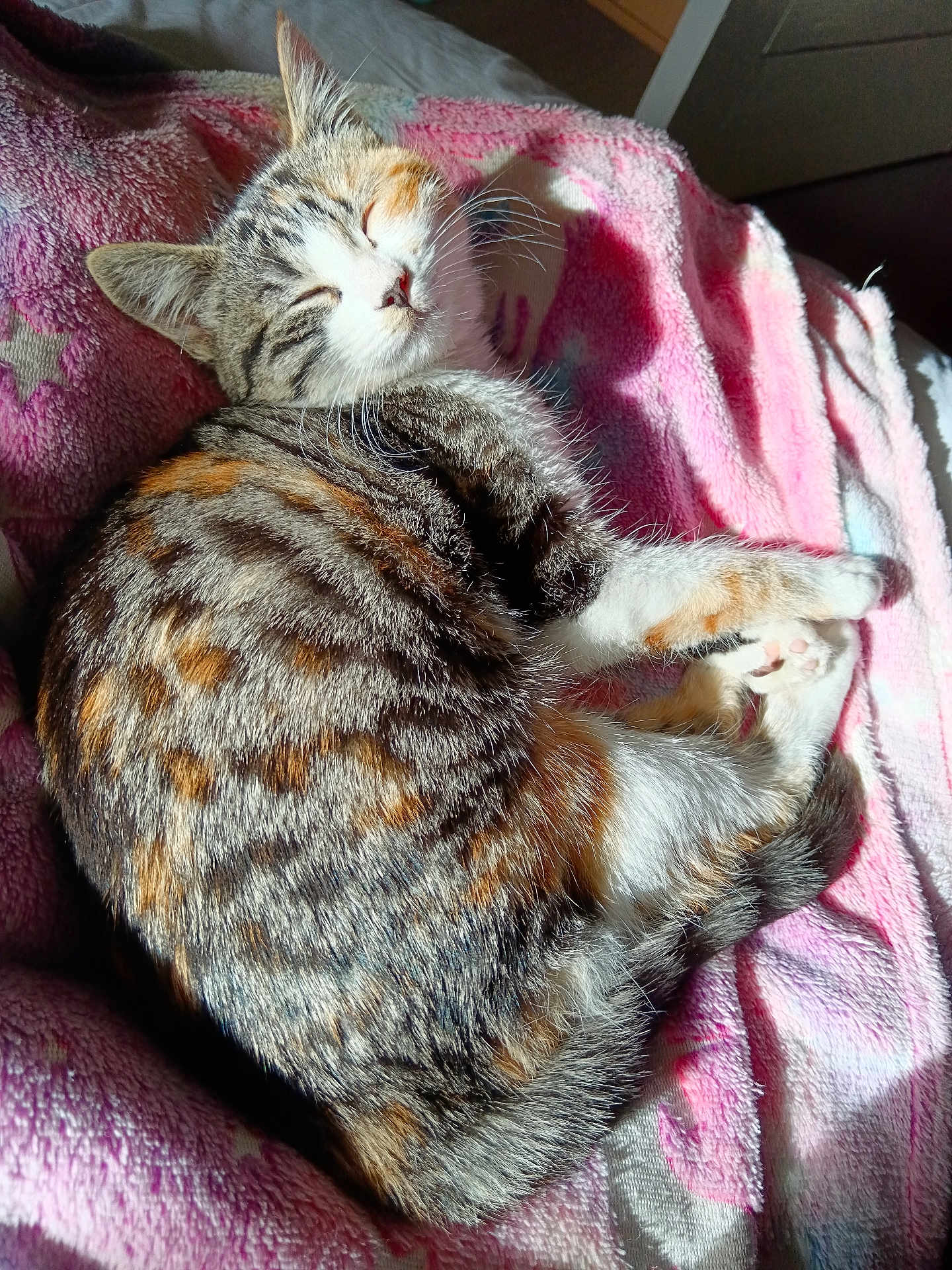 Lola a rejoint le concours — aidez-le/la à gagner de superbes lots ! cat, tabby_cat, sleeping, curled_up, fur, pink_blanket, sunlight, cozy, resting, cute, pet, animal, indoor, soft_texture, warm_light, relaxed, whiskers, paw, striped_fur, comfort