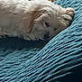 Tequila a rejoint le concours — aidez-le/la à gagner de superbes lots ! dog, white_dog, sleeping, blanket, blue_blanket, fur, pet, cozy, indoor, resting, cute, animal, mammal, close_up, texture, soft, peaceful, relaxed, companion, home