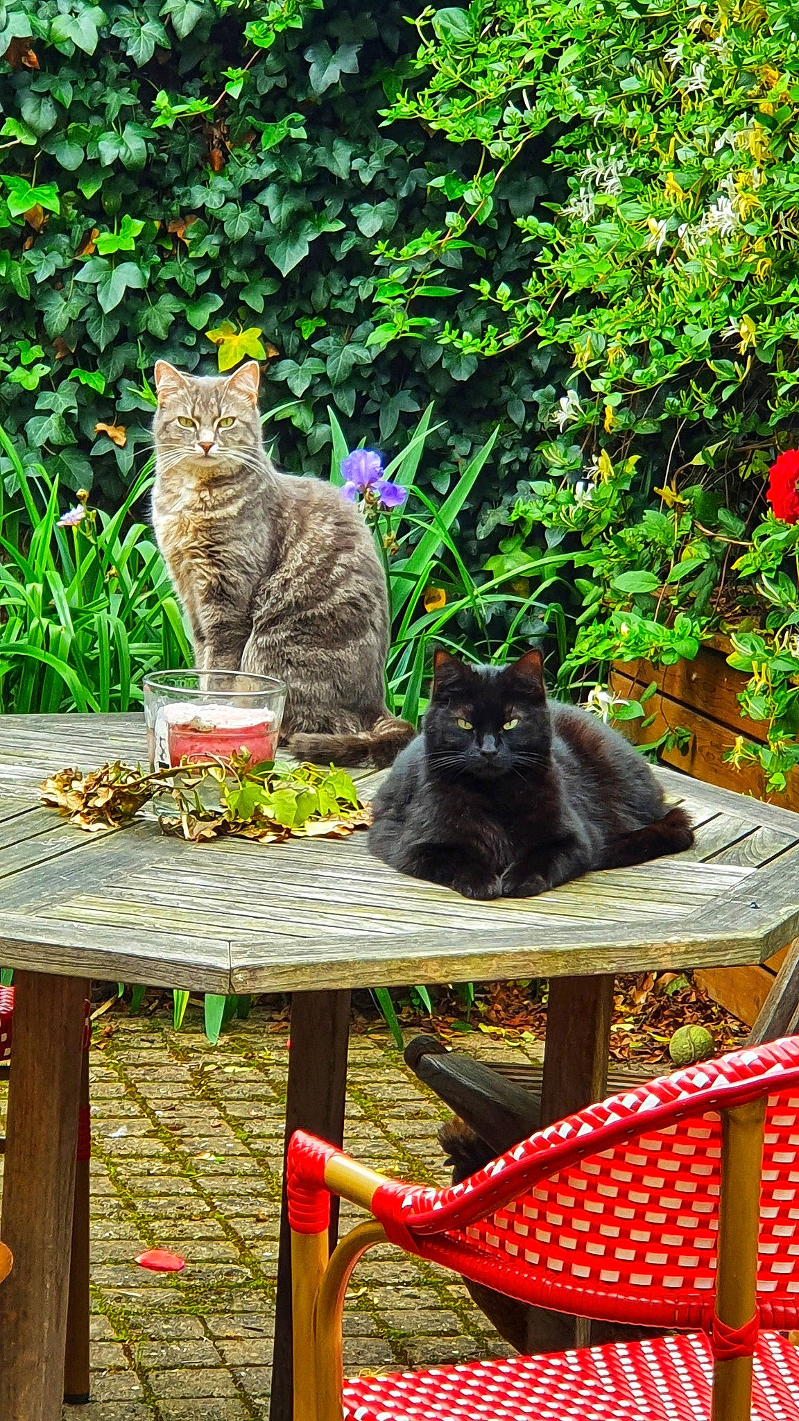 Misty Et Orkan participe au concours pour gagner de l'argent avec cette photo : asian, black_cat, botany, british_shorthair, carnivore, cat, chartreux, domestic_short_haired_cat, european_shorthair, felidae, garden, kitten, nebelung, plant, small_to_medium_sized_cats, table, whiskers, wicker
