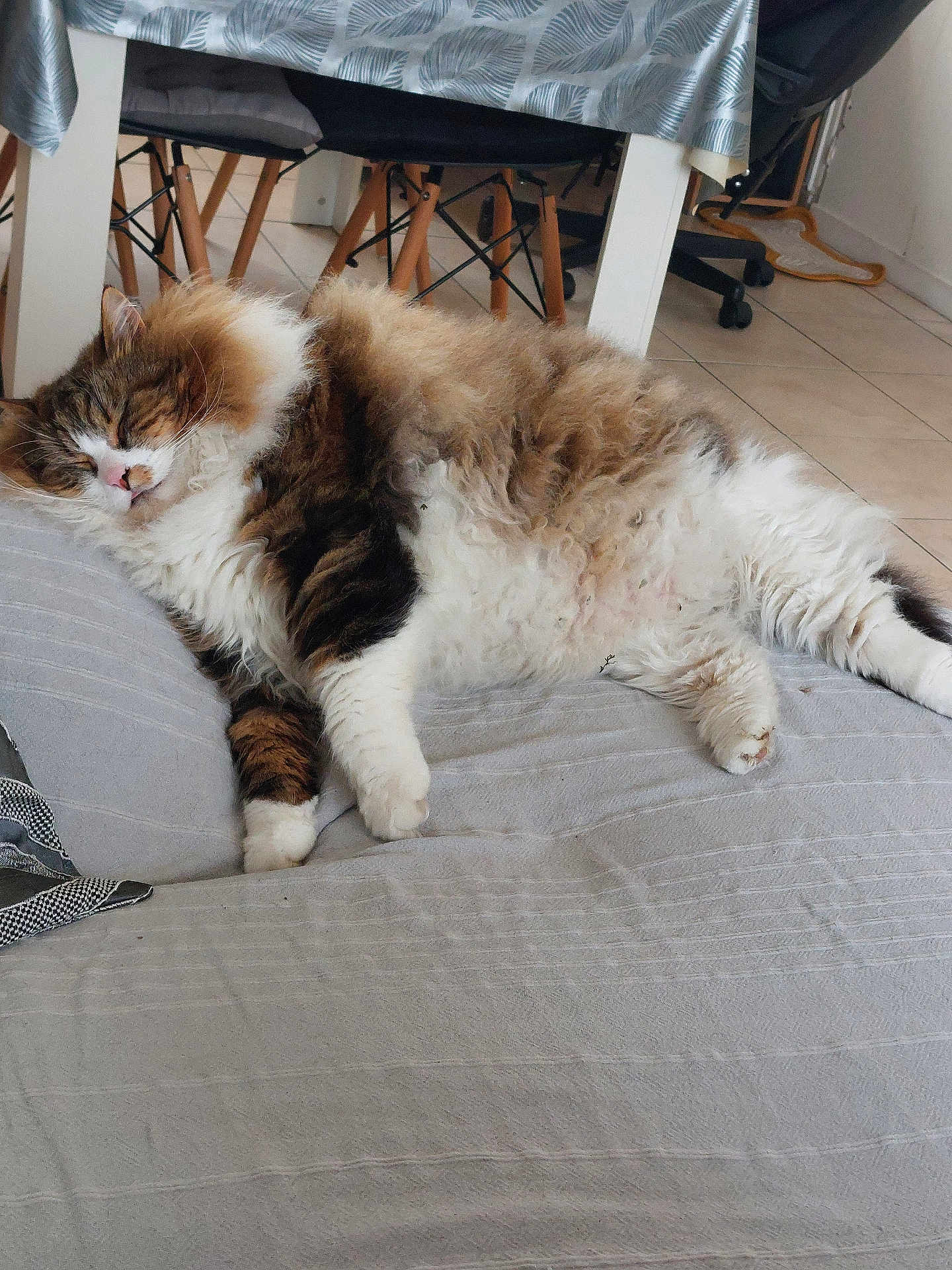 Ratatouille a rejoint le concours — aidez-le/la à gagner de superbes lots ! cat, sleeping, fluffy, indoor, furniture, chair, floor, tile, pet, resting, cozy, domestic, mammal, cute, relaxing, whiskers, paw, fur, napping, calm