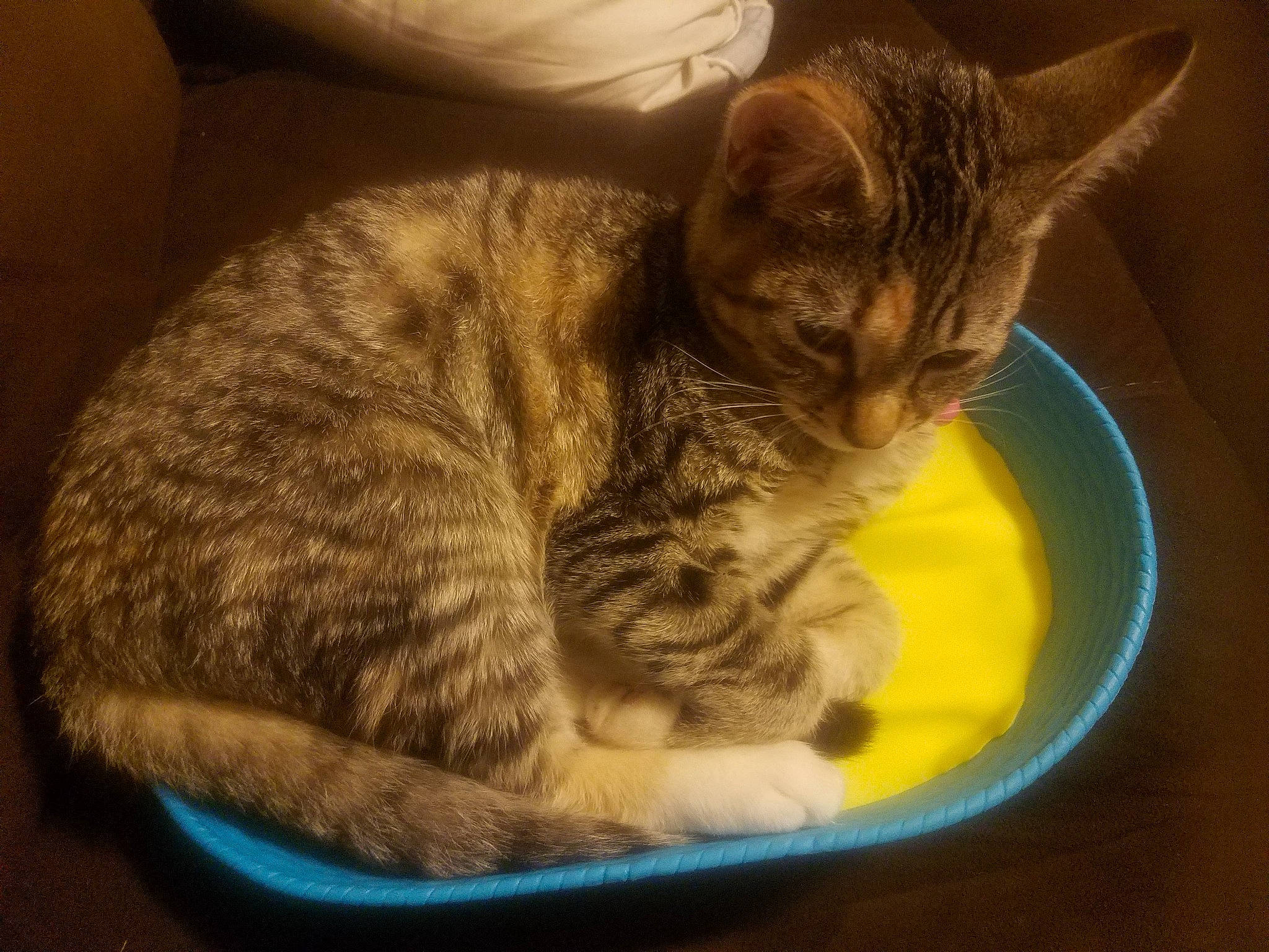 Emmy is registered to the contest to win money with this photo: animal_feed, carnivore, cat, cat_supply, domestic_short_haired_cat, felidae, pet_supply, small_to_medium_sized_cats, tabby_cat, tail, vertebrate, whiskers