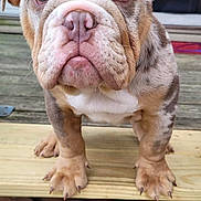 Suge joined the competition — help win amazing prizes! puppy, bulldog, dog, close_up, outdoor, wooden_steps, curious, cute, pet, animal, fur, paws, snout, ears, portrait, young, domestic_animal, brown, white, spotted