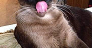 Blue is registered to the contest to win money with this photo: cat, siamese_cat, blue_eyes, licking, nose, portrait, indoors, cushion, furniture, brown_fur, cream_fur, dark_fur, whiskers, ears, animal, pet, sitting, close_up, cozy, funny