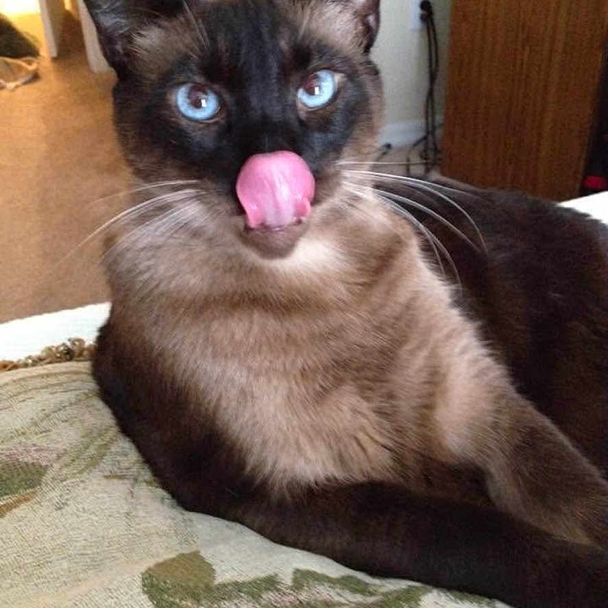 Blue is registered to the contest to win money with this photo: cat, siamese_cat, blue_eyes, licking, nose, portrait, indoors, cushion, furniture, brown_fur, cream_fur, dark_fur, whiskers, ears, animal, pet, sitting, close_up, cozy, funny