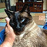 cat, siamese_cat, pet, feline, blue_eyes, black_face, pointed_ears, whiskers, fur, brown_fur, close_up, portrait, indoor, living_room, television, rug, furniture, hand, cuddling, relaxed