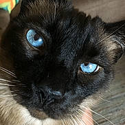 Blue joined the competition — help win amazing prizes! cat, feline, blue_eyes, black_fur, cream_fur, close_up, portrait, pet, whiskers, ears, nose, indoor, couch, cushion, cozy, fur, animal, looking_at_camera, dramatic_expression, photography