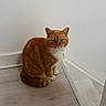 cat, orange_tabby, white_markings, sitting, floor, wood_floor, corner, wall, indoor, pet, animal, feline, domestic_cat, looking, calm, quiet, house, home, fur, ears