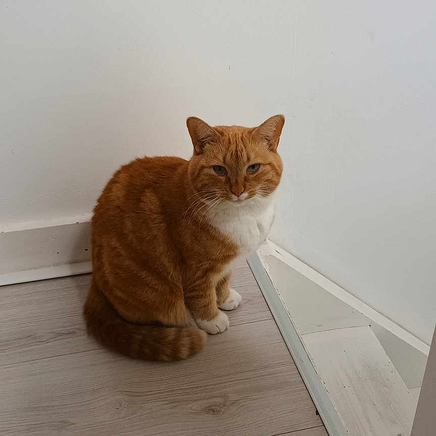Mandarine participe au concours pour gagner de l'argent avec cette photo : cat, orange_tabby, white_markings, sitting, floor, wood_floor, corner, wall, indoor, pet, animal, feline, domestic_cat, looking, calm, quiet, house, home, fur, ears