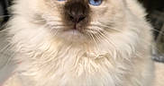 Zebulon a rejoint le concours — aidez-le/la à gagner de superbes lots ! angora, animal, cat, kitten, manx, pet, siamese