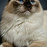 Zebulon a rejoint le concours — aidez-le/la à gagner de superbes lots ! animal, beautiful, blue_eyes, brown_fur, calm, cat, close_up, cute, ears, feline, fluffy_fur, indoor, looking_up, mammal, paws, pet, portrait, soft, whiskers, white_fur