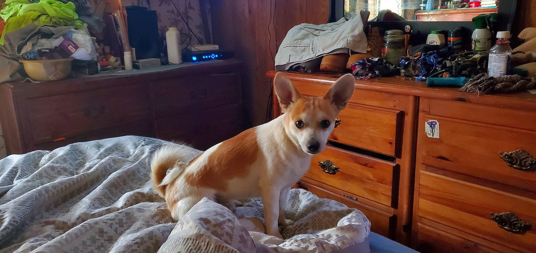 Dougie is registered to the contest to win money with this photo: ancient_dog_breeds, cabinetry, canidae, carnivore, chest_of_drawers, comfort, companion_dog, dog, dog_breed, drawer, fawn, fur, houseplant, non_sporting_group, snout, sporting_group, tail, whiskers, wood, working_animal