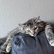 Koda is registered to the contest to win money with this photo: animal, calico, cat, ears, eyes, face, feline, fluffy, fur, indoor, kitten, leather_chair, long_hair, paws, pet, portrait, relaxed, sleepy, tabby, whiskers