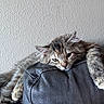 animal, calico, cat, ears, eyes, face, feline, fluffy, fur, indoor, kitten, leather_chair, long_hair, paws, pet, portrait, relaxed, sleepy, tabby, whiskers