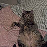 Koda joined the competition — help win amazing prizes! adorable, animal, bed, belly_up, blanket, cat, cozy, cushion, cute, feline, fluffy, gray_cat, indoors, kitten, long_hair, lying_down, pet, portrait, raised_paw, tabby
