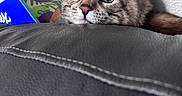 Koda joined the competition — help win amazing prizes! animal, brown, cat, close_up, couch, curious, ears, face, furry, gray, green_eyes, home, indoors, kitten, pet, portrait, relaxed, sofa, tabby, whiskers