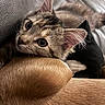 Koda is registered to the contest to win money with this photo: adorable, animal, cat, closeup, couch, cozy, cuddling, ears, eyes, feline, fur, human_arm, indoor, kitten, pet, portrait, sleeping_area, striped_fur, tabby, whiskers