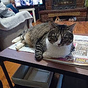 Moumoune participe au concours pour gagner de l'argent avec cette photo : cat, tabby_cat, newspaper, coffee_table, living_room, fireplace, television, person, couch, blanket, wooden_floor, indoor, furniture, home, pet, relaxed, sitting, cozy, domestic, animal