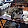 cat, tabby_cat, newspaper, coffee_table, living_room, fireplace, television, person, couch, blanket, wooden_floor, indoor, furniture, home, pet, relaxed, sitting, cozy, domestic, animal