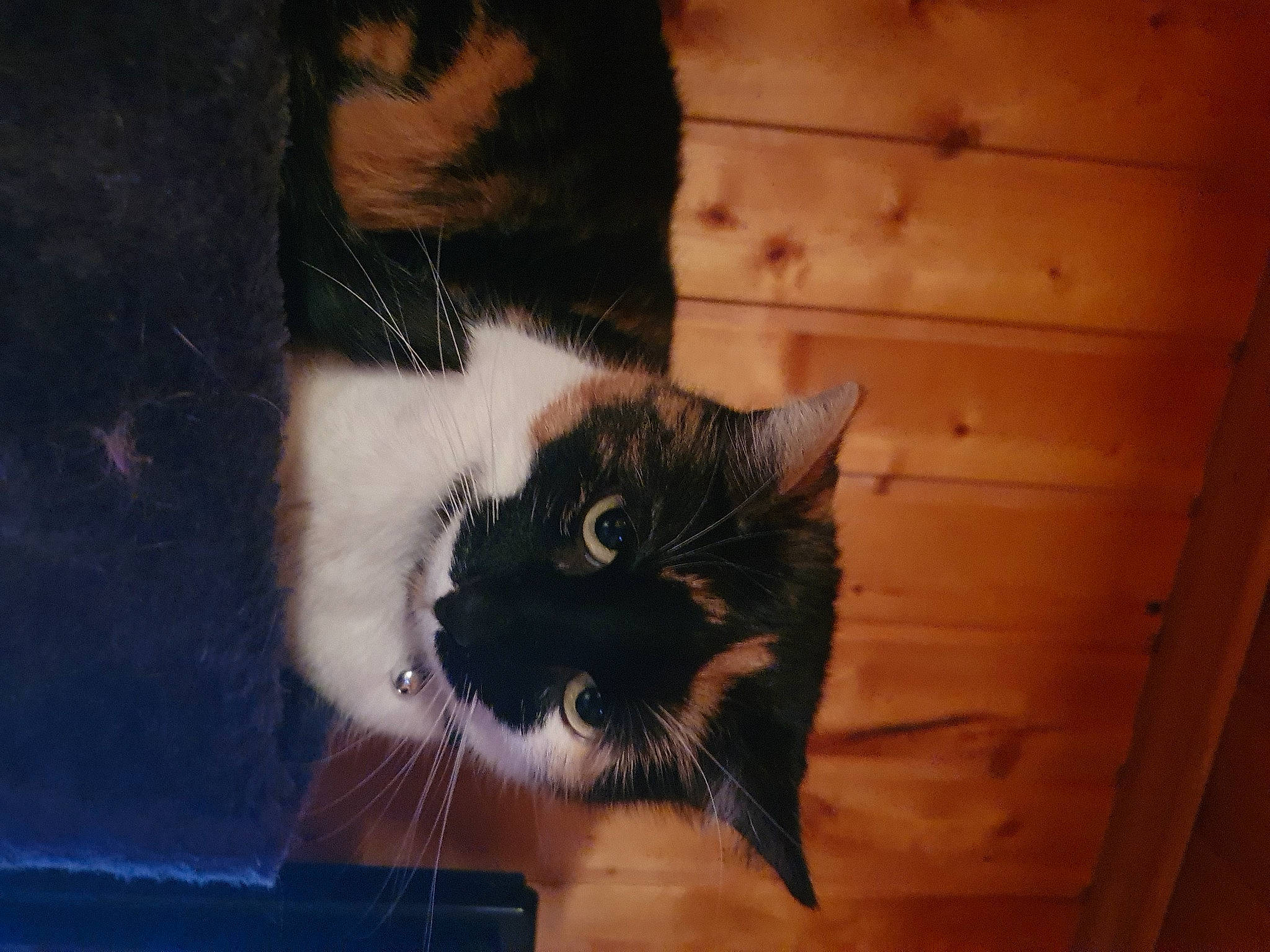 Klexane a rejoint le concours — aidez-le/la à gagner de superbes lots ! beard, carnivore, cat, claw, comfort, domestic_short_haired_cat, felidae, flooring, foot, fur, hardwood, human_leg, paw, small_to_medium_sized_cats, snout, tail, whiskers, window, wood, wood_stain