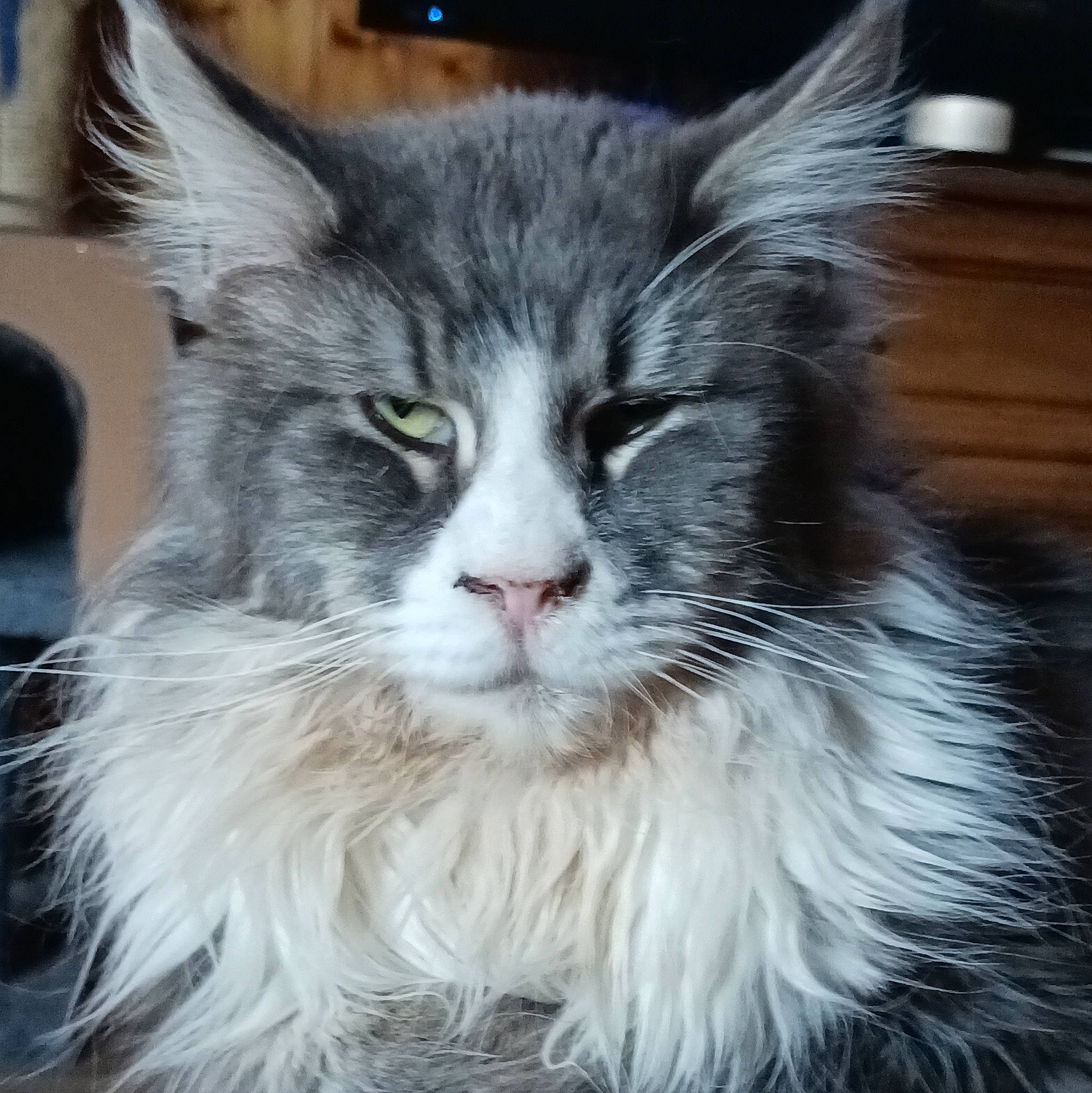 Rony a rejoint le concours — aidez-le/la à gagner de superbes lots ! carnivore, cat, domestic_short_haired_cat, felidae, fur, iris, maine_coon, small_to_medium_sized_cats, snout, terrestrial_animal, whiskers