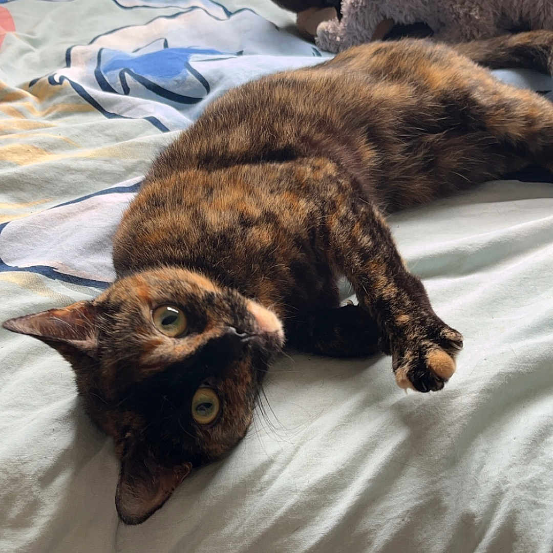 Missy is registered to the contest to win money with this photo: animal, bed, bedroom, blanket, canine, cat, couch, cushion, dog, furniture, homedecor, indoors, interiordesign, kitten, manx, person, pet, plush, room, toy