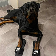Vlad participe au concours pour gagner de l'argent avec cette photo : dog, rottweiler, pet, slipper, nike, footwear, paw, indoor, kitchen, cabinet, floor, tile_floor, black_coat, brown_markings, looking_up, portrait, animal, playful, eyes, lying_down