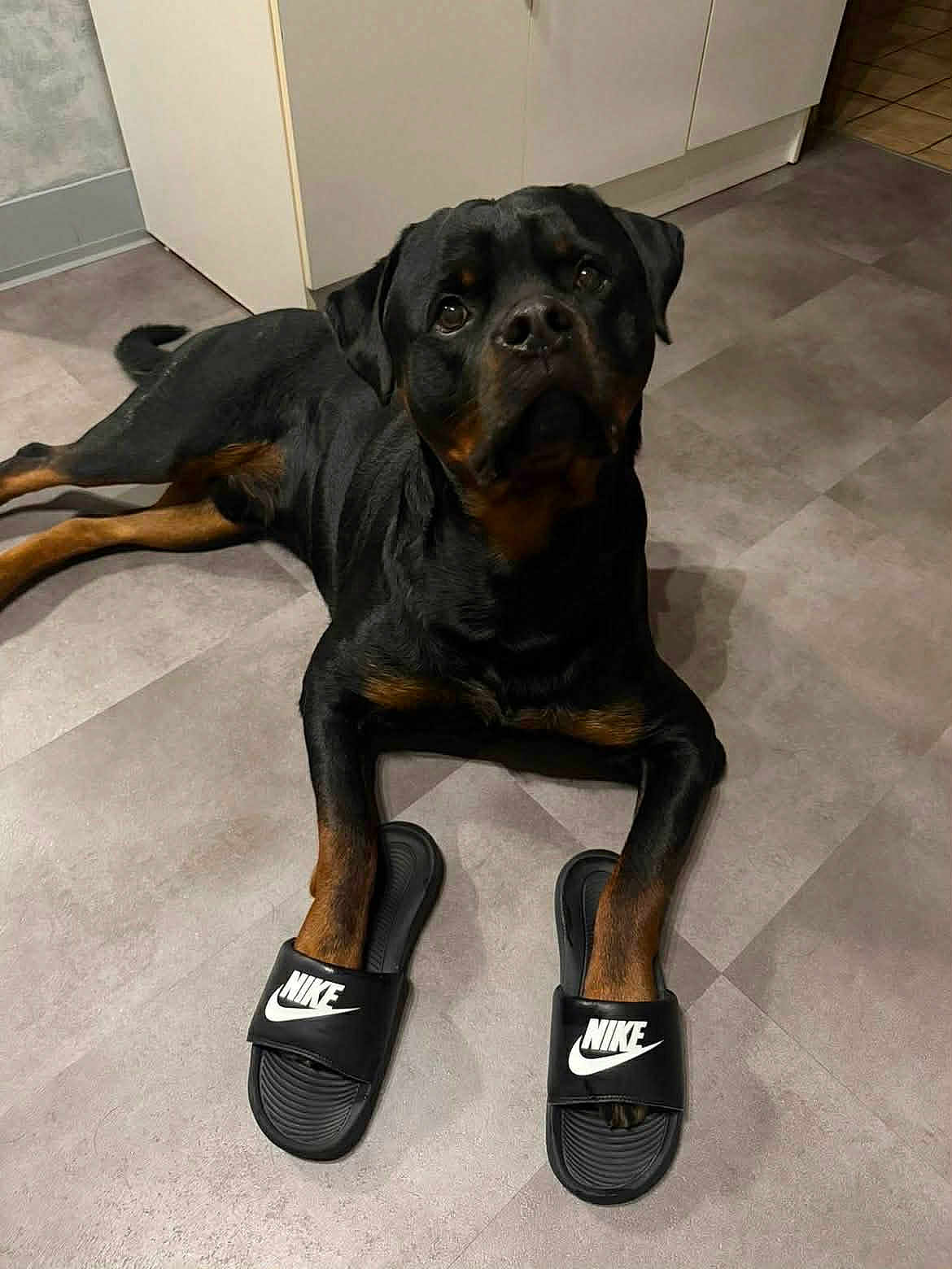 Vlad participe au concours pour gagner de l'argent avec cette photo : dog, rottweiler, pet, slipper, nike, footwear, paw, indoor, kitchen, cabinet, floor, tile_floor, black_coat, brown_markings, looking_up, portrait, animal, playful, eyes, lying_down