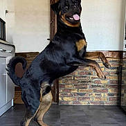 Vlad a rejoint le concours — aidez-le/la à gagner de superbes lots ! dog, rottweiler, jumping, indoor, kitchen, brick_wall, floor, happy, pet, animal, playful, canine, tongue_out, fur, tail, paws, door, cabinet, tile_floor, smiling
