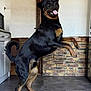 dog, rottweiler, jumping, indoor, kitchen, brick_wall, floor, happy, pet, animal, playful, canine, tongue_out, fur, tail, paws, door, cabinet, tile_floor, smiling