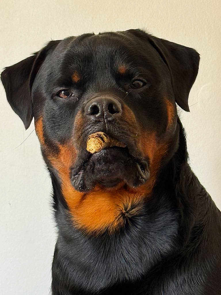 Vlad participe au concours pour gagner de l'argent avec cette photo : rottweiler, dog, pet, animal, black, brown, portrait, closeup, face, fur, ears, nose, mouth, cork, indoor, canine, muzzle, expression, serious, playful