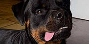 Vlad a rejoint le concours — aidez-le/la à gagner de superbes lots ! rottweiler, dog, tongue_out, indoor, pet, black_and_tan, canine, floor, lying_down, stairs, wooden, home, animal, cute, playful, portrait, muzzle, fur, teeth, ears