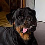 rottweiler, dog, tongue_out, indoor, pet, black_and_tan, canine, floor, lying_down, stairs, wooden, home, animal, cute, playful, portrait, muzzle, fur, teeth, ears