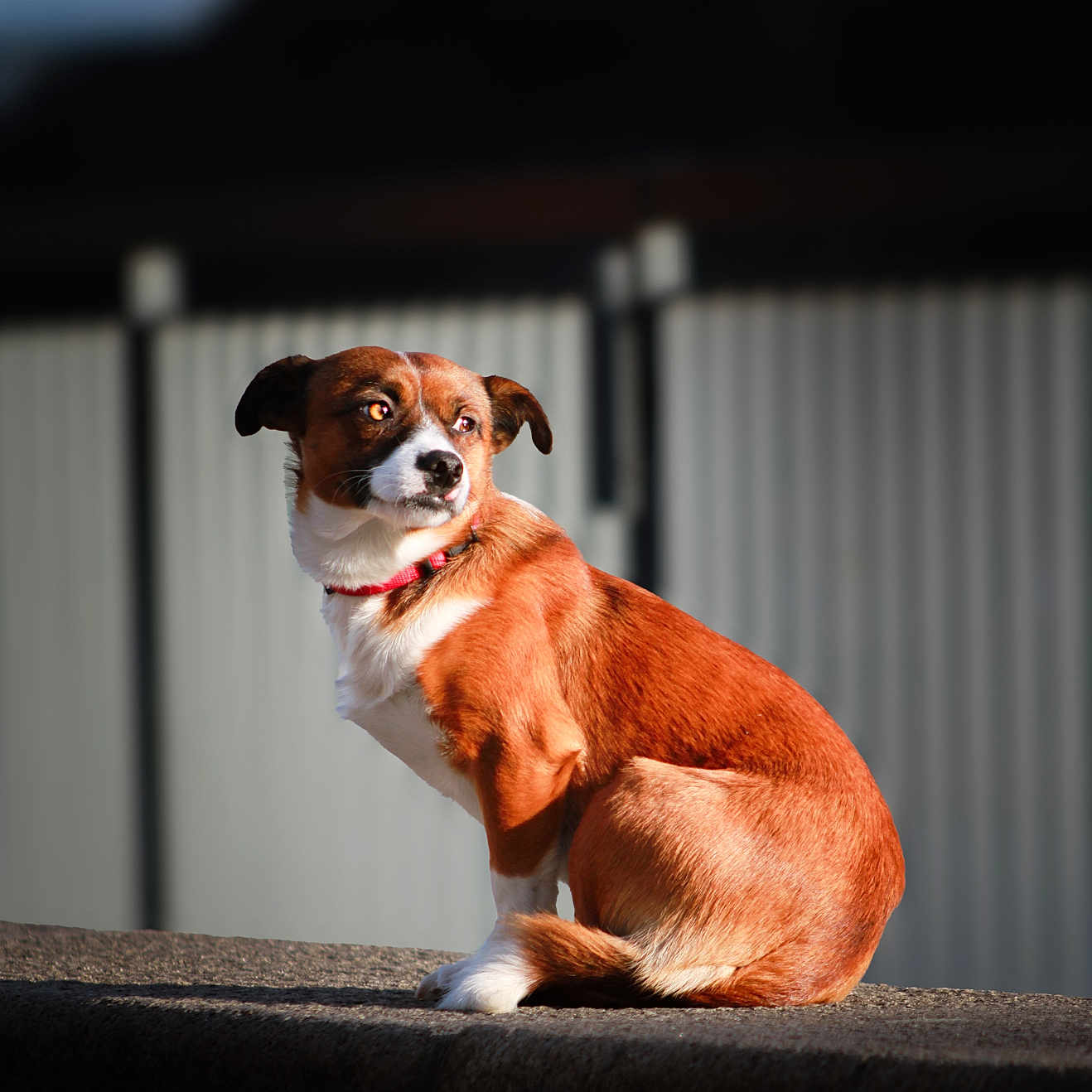 Lyone participe au concours pour gagner de l'argent avec cette photo : accessories, animal, beagle, bulldog, canine, chihuahua, cockerspaniel, couch, dog, furniture, handrail, hound, leash, papillon, pet, pitbull, pointer, puppy, strap, terrier
