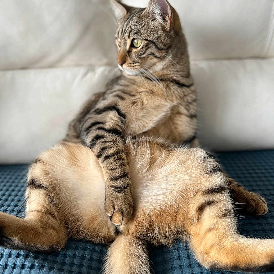 Mykee a rejoint le concours — aidez-le/la à gagner de superbes lots ! animal, blue_blanket, cat, couch, cozy, curious, domestic, feline, fur, furniture, indoor, looking_away, paw, pet, relaxed, resting, striped, tabby, tail, whiskers