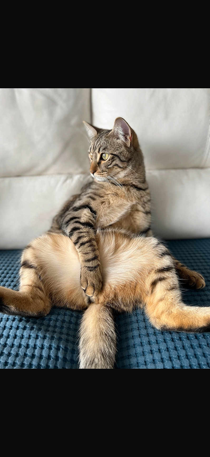 Mykee a rejoint le concours — aidez-le/la à gagner de superbes lots ! animal, blue_blanket, cat, couch, cozy, curious, domestic, feline, fur, furniture, indoor, looking_away, paw, pet, relaxed, resting, striped, tabby, tail, whiskers