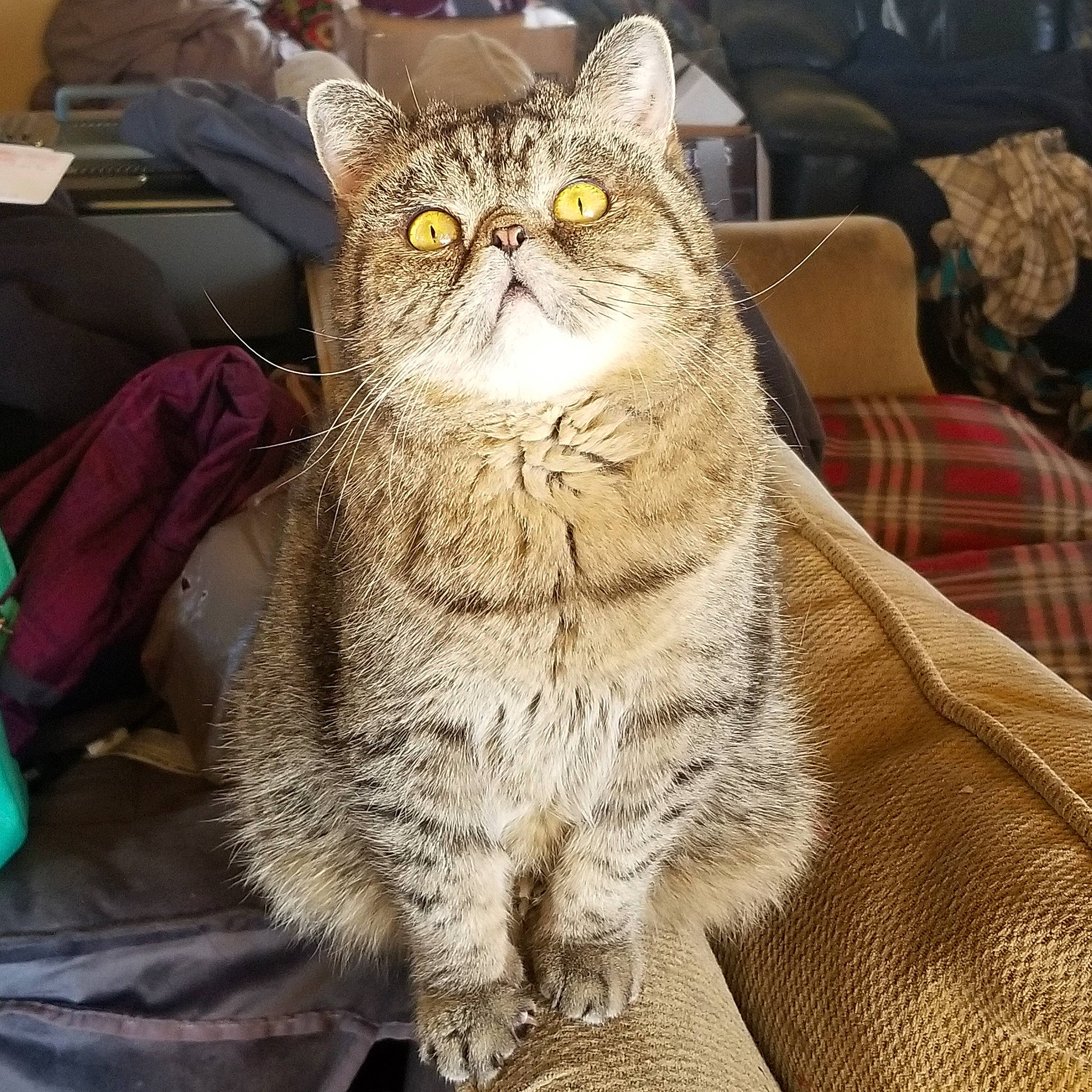 Wilfred is registered to the contest to win money with this photo: american_shorthair, asian, asian_semi_longhair, british_semi_longhair, british_shorthair, california_spangled, carnivore, cat, chartreux, domestic_short_haired_cat, european_shorthair, felidae, fur, mammal, pixie_bob, small_to_medium_sized_cats, snout, tabby_cat, vertebrate, whiskers