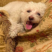 Sparky joined the competition — help win amazing prizes! animal, blanket, close_up, comfort, cozy, curly_fur, cushion, cute, dog, floral_pattern, fur, happy, home, indoor, napping, panting, pet, resting, tongue_out, white_dog