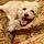 Sparky