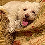 animal, blanket, close_up, comfort, cozy, curly_fur, cushion, cute, dog, floral_pattern, fur, happy, home, indoor, napping, panting, pet, resting, tongue_out, white_dog