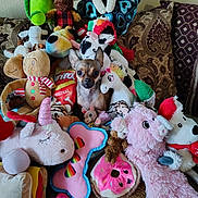 Ellie joined the competition — help win amazing prizes! animal_toy, colorful, couch, cozy, cute, dog, donut, hidden_pet, indoor, moose, patterned_pillow, pillow, pink_bone, plush_toy, small_dog, soft_toys, stuffed_animal, toy_collection, treat_bag, unicorn