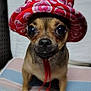 Ellie joined the competition — help win amazing prizes! animal, chihuahua, close_up, cushion, cute, dog, ears, fur, hat, heart_pattern, indoor, looking_at_camera, nose, pet, portrait, red_hat, sitting, small_dog, striped_cushion, whiskers