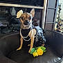 Ellie joined the competition — help win amazing prizes! accessory, animal, black_chair, chihuahua, costume, cute, decor, dog, dress, fashion, flower, furniture, indoor, pearl_necklace, pet, pet_fashion, portrait, sitting, small_dog, yellow_flower
