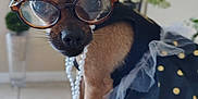 Ellie joined the competition — help win amazing prizes! accessories, animal, close_up, costume, cute, decor, dog, dress, fashion, flower, glasses, indoor, pearl_necklace, pet, polka_dots, portrait, sitting, small_dog, soft_focus, tile_floor