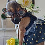accessories, animal, close_up, costume, cute, decor, dog, dress, fashion, flower, glasses, indoor, pearl_necklace, pet, polka_dots, portrait, sitting, small_dog, soft_focus, tile_floor