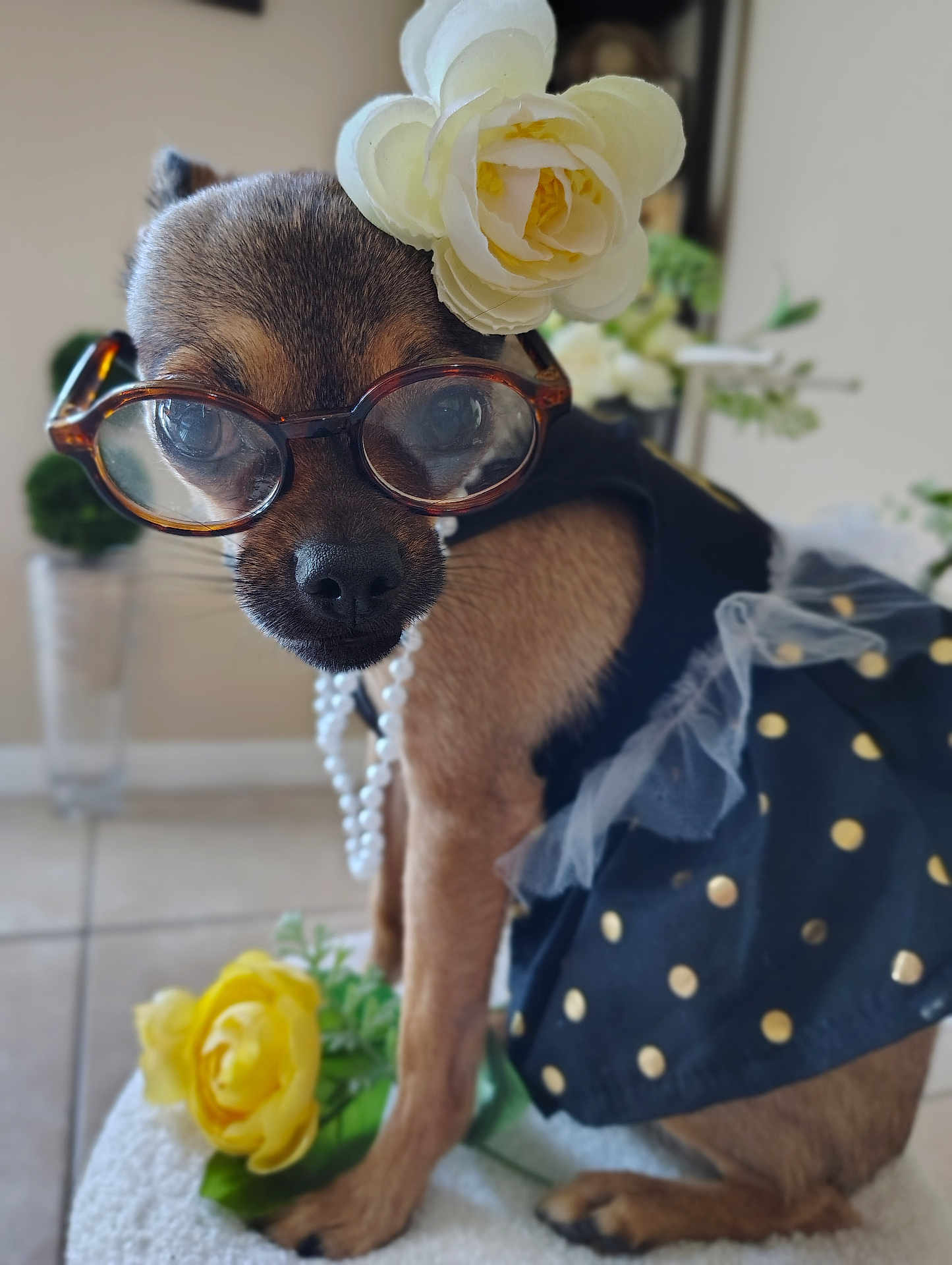Ellie joined the competition — help win amazing prizes! accessories, animal, close_up, costume, cute, decor, dog, dress, fashion, flower, glasses, indoor, pearl_necklace, pet, polka_dots, portrait, sitting, small_dog, soft_focus, tile_floor