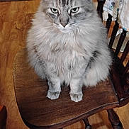 Angellou joined the competition — help win amazing prizes! animal, background, cat, chair, cozy, domestic_cat, ears, floor, fluffy, fur, furniture, gray_cat, home, indoor, looking, pet, sitting, tablecloth, whiskers, wooden_chair