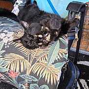 Salem is registered to the contest to win money with this photo: cat, black_cat, stretching, chair, cushion, floral_pattern, towel, blue_towel, bag, black_bag, outdoor, furniture, pet, animal, paw, resting, nap, relaxed, home, patterned_fabric